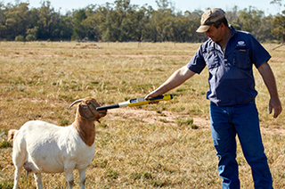 Looking after your animals