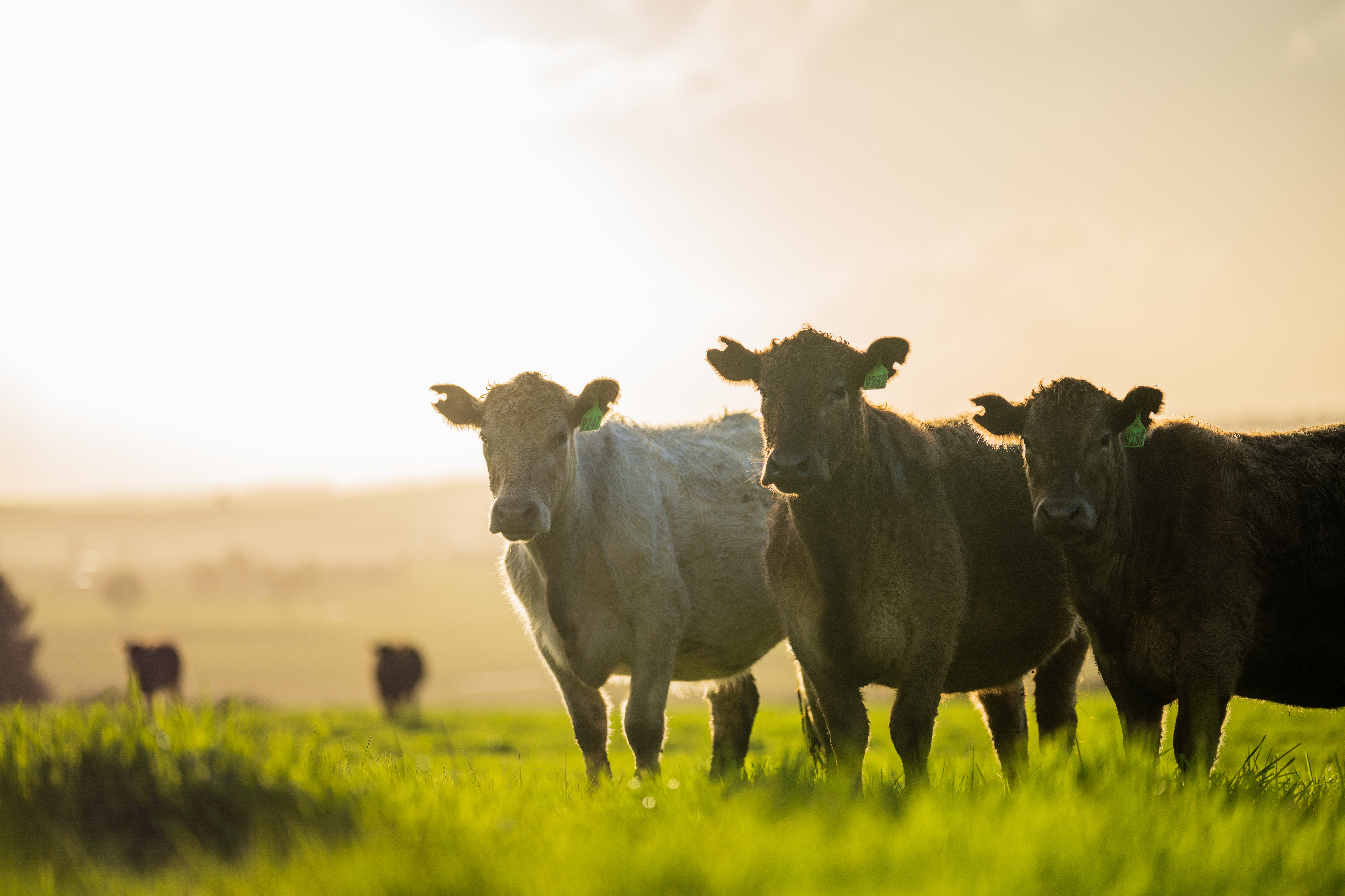 Level up with Livestock Advisor Updates events in 2025