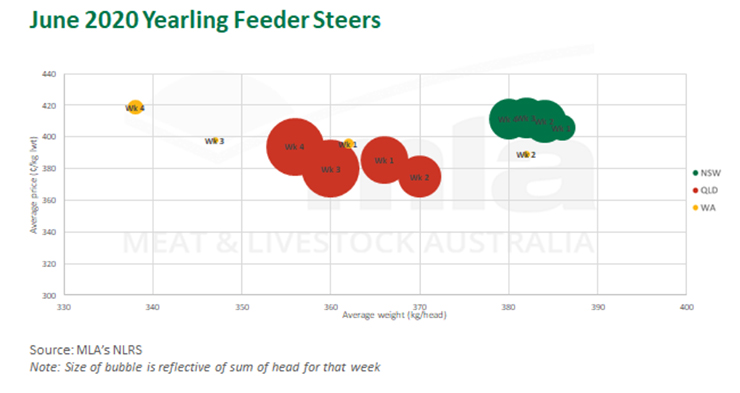 June 2020 yearling feeder steers