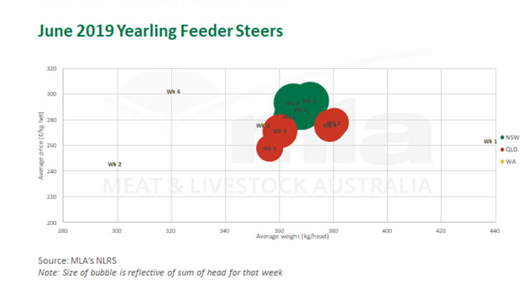 June 2019 yearling feeder steers