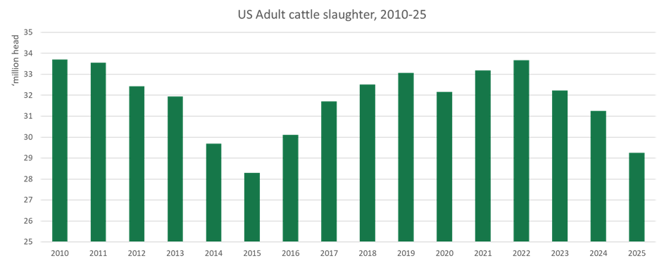 US adult cattle slaughter