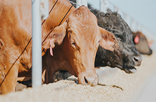 Global demand for grainfed beef climbs