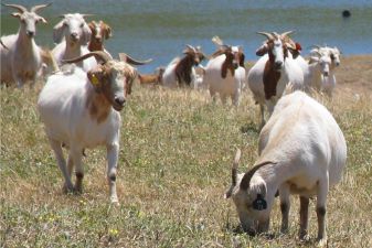 Weed control using goats