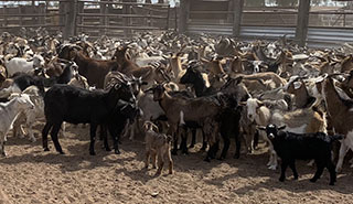 Goat data collation & tracking project