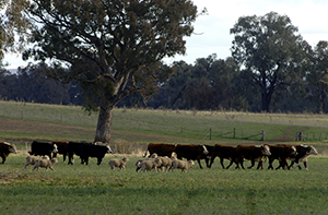 WATCH: MLA Projections webinars detailing the future of the herd and flock