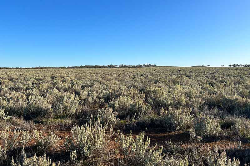 Rangelands Living Skin