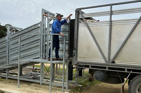 Lachy’s top tips for maintaining condition of stud bulls and rams in transport