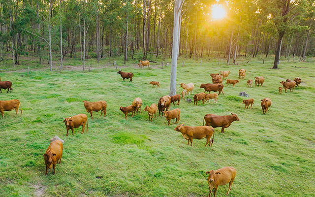 More meat, milk and wool: less methane