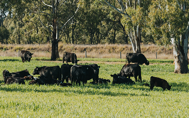 Carbon EDGE | Meat & Livestock Australia