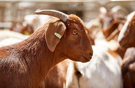 What Australia can learn from the US goatmeat market