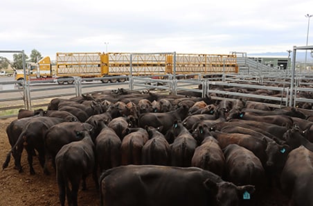 Best practice guidelines for transporting cattle | Meat & Livestock ...