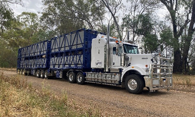 Transporting livestock | Meat & Livestock Australia