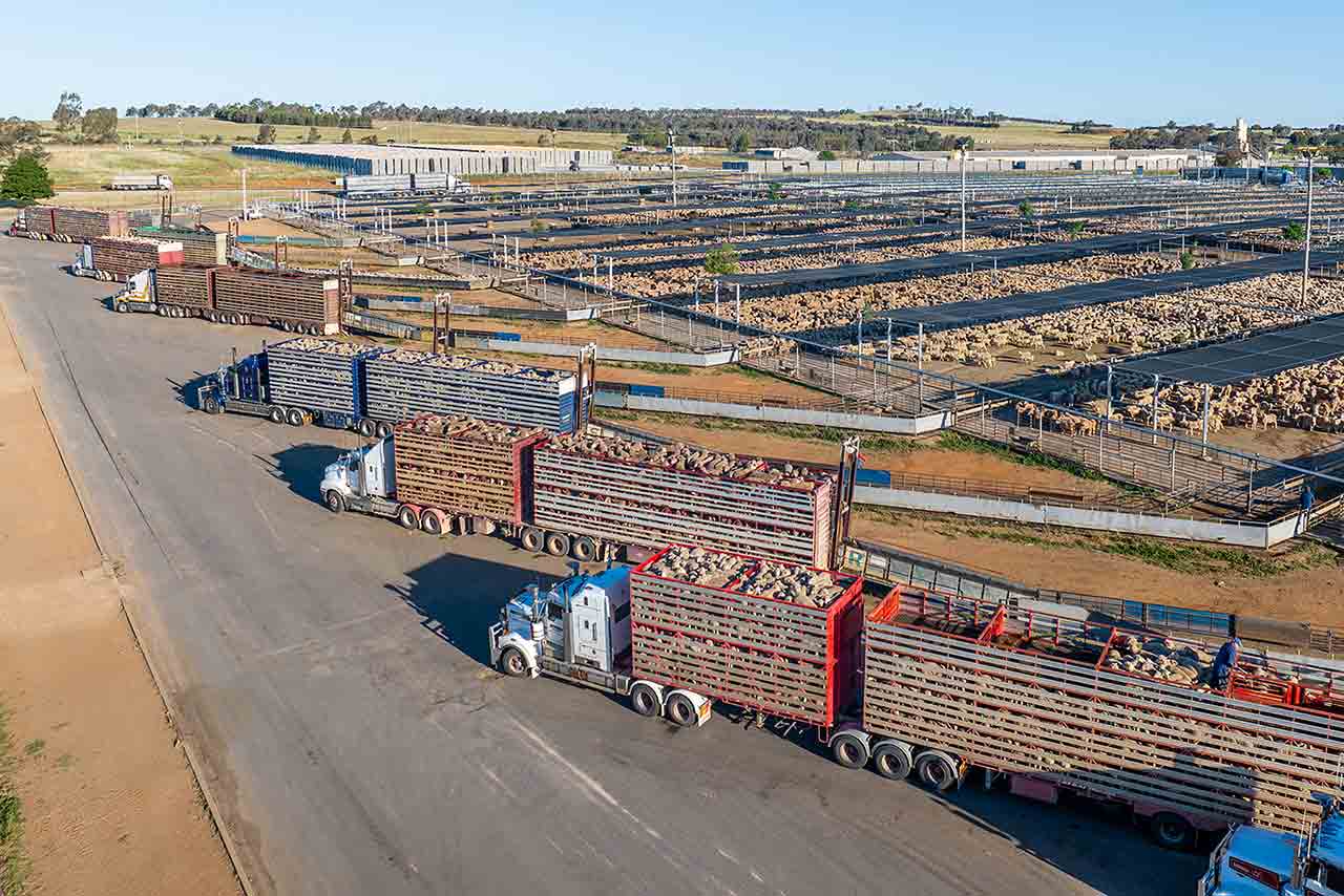 Advance your sheep reproduction knowledge