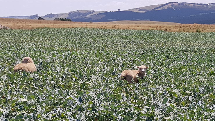 Lamb finishing: is it worth it?