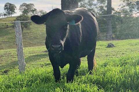 Franks-Ridge-Angus-heifer-1140-Dungog-NSW-thumb.jpg