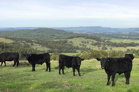 Franks-Ridge-steers-Dungog-NSW-thumb.jpg