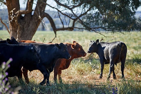 OnFarm_CentralWestNSW_146-thumb.jpg