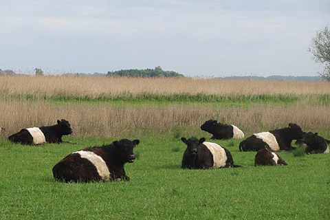 Belted-Galloway1-thumb.jpg