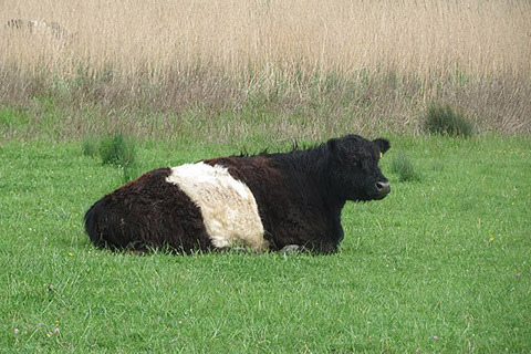 Belted-Galloway2-thumb.jpg