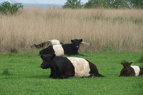 Belted-Galloway3-thumb.jpg