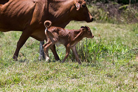 Droughtmaster-calf-2-thumb.jpg