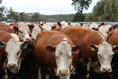 088A1293-yarded-cattle-thumb.jpg