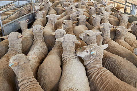 Sheep_0092-thumb.jpg