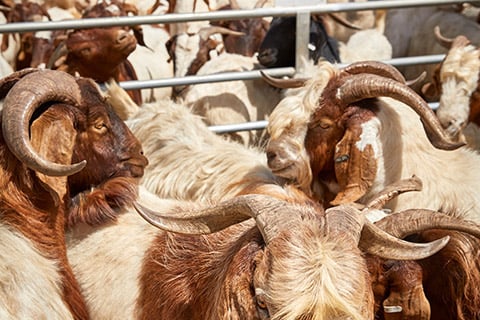 Dubbo-Saleyard_0235-thumb.jpg