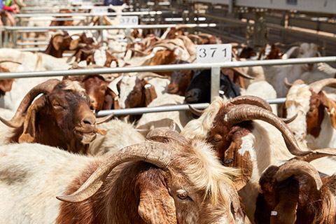 Dubbo-Saleyard_0240-thumb.jpg