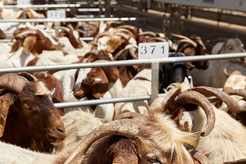 Dubbo-Saleyard_0242-thumb.jpg