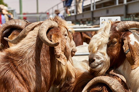 Dubbo-Saleyard_0243-thumb.jpg