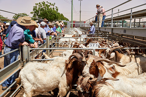 Dubbo-Saleyard_0246-thumb.jpg