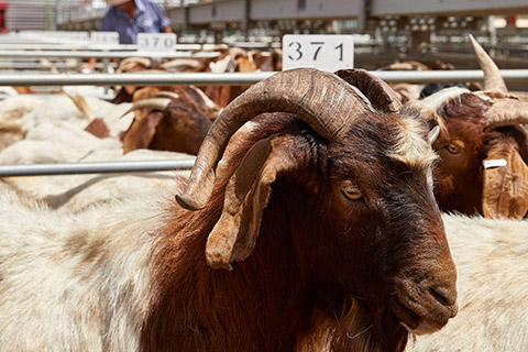 Dubbo-Saleyard_0247-thumb.jpg