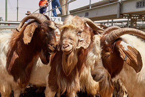 Dubbo-Saleyard_0249-thumb.jpg