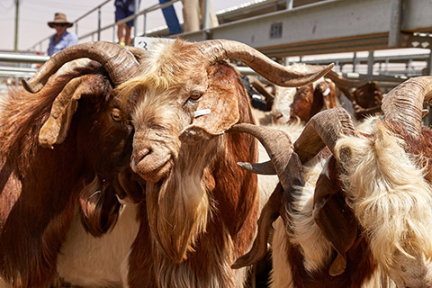 Dubbo-Saleyard_0250-thumb.jpg