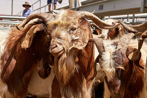 Dubbo-Saleyard_0251-thumb.jpg