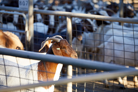 Dubbo-Saleyard_0001-thumb.jpg