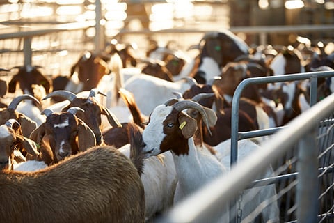 Dubbo-Saleyard_0002-thumb.jpg