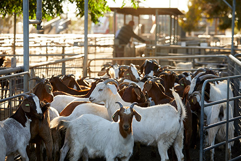 Dubbo-Saleyard_0004-thumb.jpg