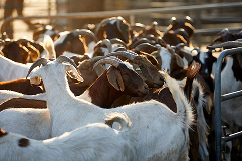 Dubbo-Saleyard_0005-thumb.jpg