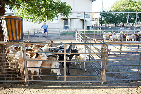 Dubbo-Saleyard_0006-thumb.jpg