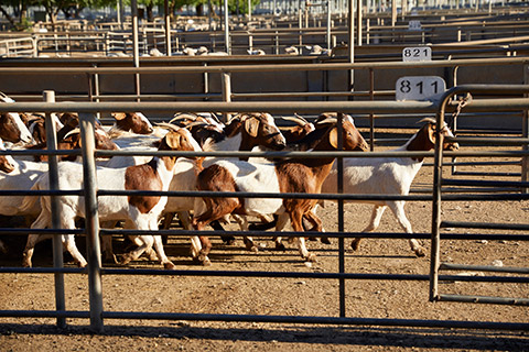 Dubbo-Saleyard_0014-thumb.jpg