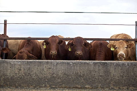 Kerwee-Feedlot__-102-thumb.jpg