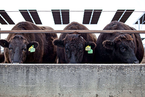 Kerwee-Feedlot__-105-thumb.jpg