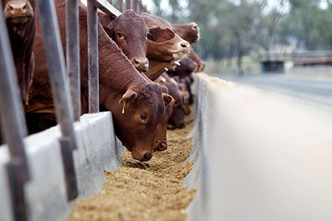 Kerwee-Feedlot__-109-thumb.jpg