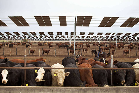 Kerwee-Feedlot__-132-thumb.jpg