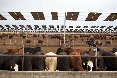 Kerwee-Feedlot__-133-thumb.jpg