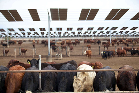 Kerwee-Feedlot__-135-thumb.jpg