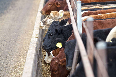 Kerwee-Feedlot__-153-thumb.jpg