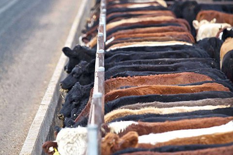 Kerwee-Feedlot__-154-thumb.jpg